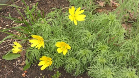 The Adonis spring flower or Goritsvet (Lat. Adonis vernalis) yellow in the spring forest 