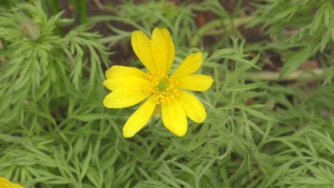 The Adonis spring flower or Goritsvet (Lat. Adonis vernalis) yellow in the spring forest 
