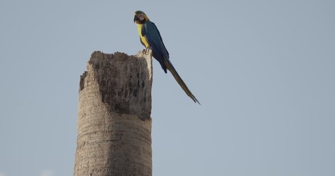 view of a pair of blue and yellow macaw birds nesting inside an imperial palm tree. birds, couple, birds in Brazil.