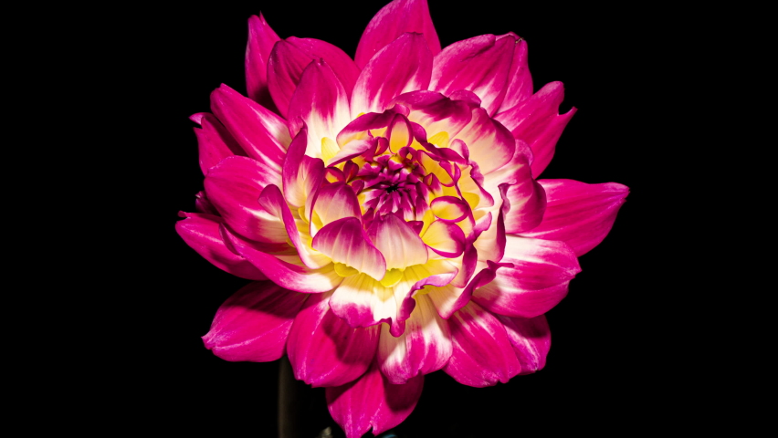 Purple White Dahlia Flower Opens in Time Lapse on a Black Background. The Pink Plant Blooming Fast