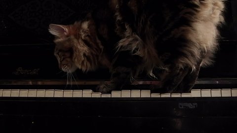 Vintage Piano keyboard and cat. Funny pets. close up, style