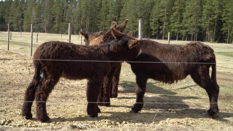 The Poitou donkeys - they for other donkey breeds distinguish their long, shaggy-haired coat and large size. Animals in the open air zoo.