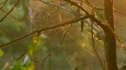 Nature wildlife background. Spiderweb swaying in wind in evening on sunset in the forest, green background. Spider building a web in forest. Spider weaves web on a tree in summer Close-up slow motion