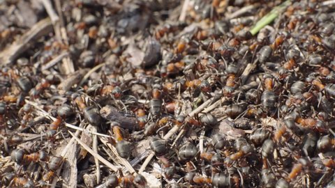 Macro shoot of Formica rufa ants running in large numbers in an anthill, smooth panning, slow motion.

