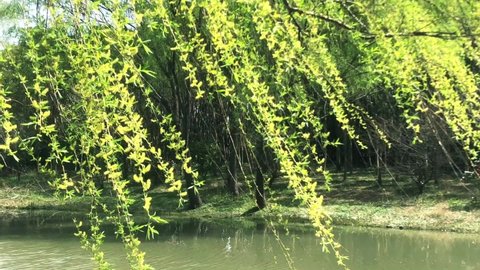 Willow catkins swaying with the wind in spring