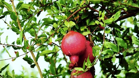 Red ripe pomegranate fruit on tree branch in the garden,slowly falling water from the pomegranate