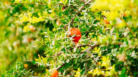 Ripe pomegranate fruit on tree branch, pomegranate garden hd footage clip with selective focus,