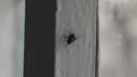 Close-up macro video shooting. A large fat fly rubs its paws and washes its head while sitting on the old window of a rural house. Insect in the house.