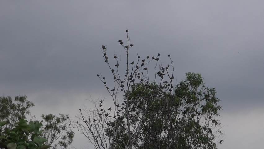 Many birds on a tree under a dark cloudy sky.