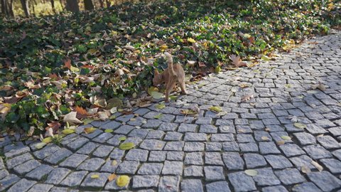In a city park, a cat found a trail among the autumn leaves.