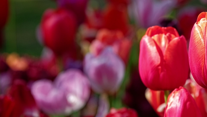 Blooming tulips flowerbed in Keukenhof flower garden, also known as the Garden of Europe. One of the world
