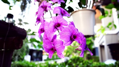 Close up purple Dendrobium orchid flower bloom in white plastic pot hanging on big tree branch on blur bokeh of house resident background.Home garden decoration concept.