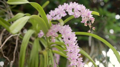 Beautiful Blossom Fragrance Aerides Rosea Lodd Orchid in garden.