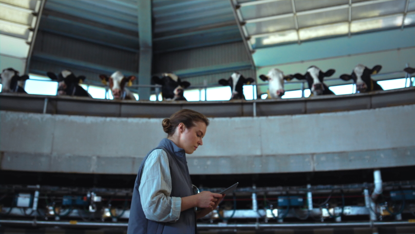 Livestock worker walking milking carousel. Cowshed supervisor inspecting parlour. Focused woman farm supervisor holding pad computer check production facility. Modern agribusiness professional concept Royalty-Free Stock Footage #1089558293