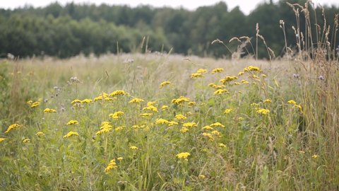 Yellow tansy flowers and field plants, timothy, urchin sway in the wind in sunny meadow near the forest. Allergenic and medicinal summer herbs. Pollination and flowering of summer plants.