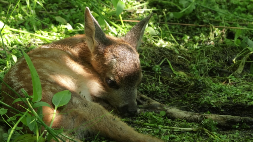 Close-up of a small Roe deer fawn lying motionless in a summery boreal forest in Estonia Royalty-Free Stock Footage #1089560121