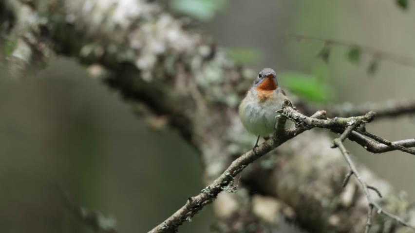 Small male Red-breasted flycatcher cleaning itself in an Estonian old-growth forest