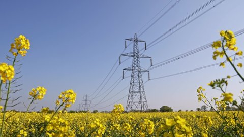 Electricity pylons in a field of rapeseed flowers in full bloom on a sunny day. Hertfordshire, UK