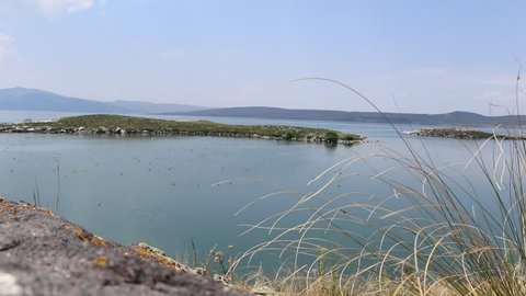 Seagulls in Kars Çıldır Lake