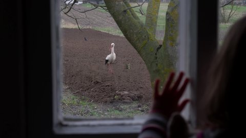 Through the old window of a country house, a baby girl looks at a large stork that walks around a freshly plowed garden and looks for food. Rest in a rural house. Sowing at home farm in Ukraine.