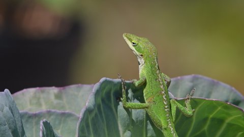 Green Anole lizard looks around while hanging on to a garden leaf. Stock wildlife 4k footage