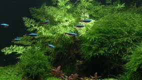 Small bright neons. Flock group beautiful fishs swimming in aquarium. Freshwater tank with nature plants. Growing green algae fern and moss. Calm scenes of the underwater world and relaxation.