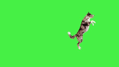Border collie running and standing on her hind legs on a Green Screen, Chroma Key.