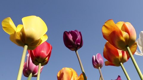 A video of multi-colored tulips swaying in the spring wind from the bottom up
