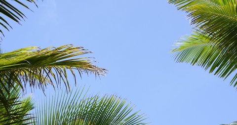 Coconut palm trees bottom view sun shining through branches sunny Brazil. Sky middle trees leaf India. Camera Looking up palm trees POV Passing under sunlight Mexico. 4K