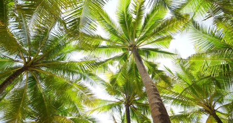 Coconut palm trees bottom view sun shining through branches sunny Brazil. Sky middle trees leaf India. Camera Looking up palm trees POV Passing under sunlight Mexico. 4K