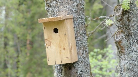 A small peekhole of the birdhouse in Estonia forest found on the tree trunk