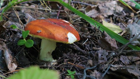 One mushroom (Russula vesca) grows in the grass in the forest. Close up video. Dolly Shot of edible mushrooms in slow motion