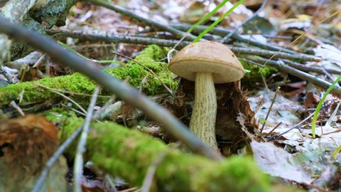 One mushroom (Leccinum scabrum) grows in the grass in the forest. Close up video. Dolly Shot of edible mushrooms in slow motion