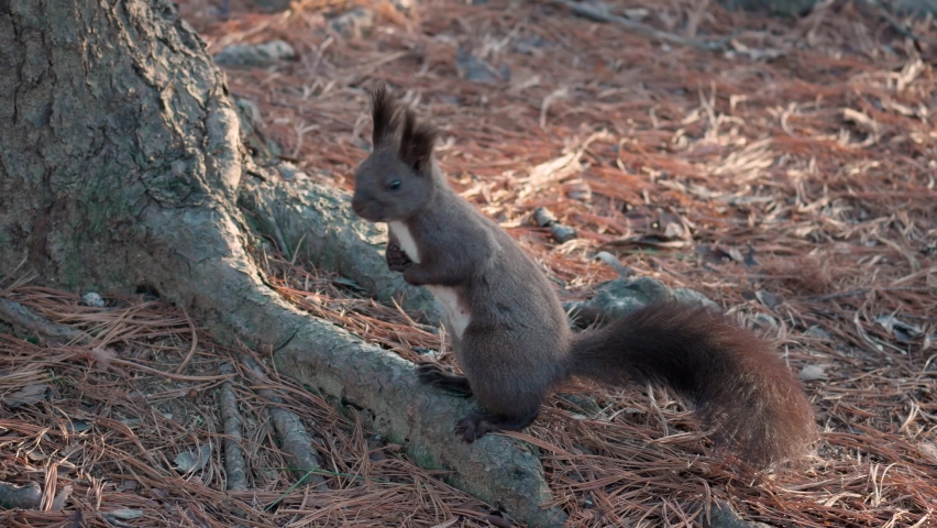 White-bellied Eurasian Red Squirrel Standing on Hind Legs by the Pine Tree Trunk