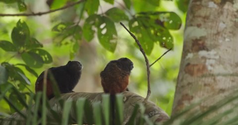 Two feisty saddleback tamarin monkeys fight on a branch of a tree in the rain forest
