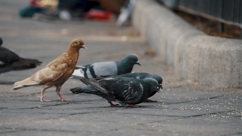 Flock Of Domestic Pigeons Pecking Food On The Pavement Of Park. - close up