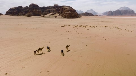 Nomad Bedouins With Their Sheep And Camels Crossing Wadi Rum Desert In Jordan On A Sunny Day. aerial