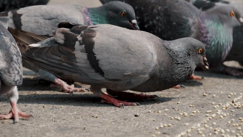 Close Up Of Feral Pigeons Feeding On The Ground. Columba Livia Domestica In Antigua, Guatemala. slow motion