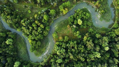Meandering River cuts through Vibrant Green forest landscape View from Above, Rouge Park