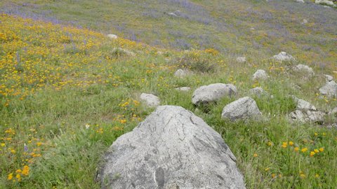 Poppy and Lupin wildflowers superbloom during the spring season of california