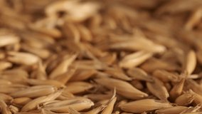 Rotation of oats close-up. The fall. Lots of grains. Slow motion video. Super macro. A crop of cereals.