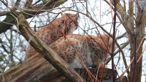 Lynx sit on a tree in the forest. Wild nature