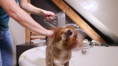 Dog shaking in bath at home. Bathing of Nova Scotia Duck Tolling Retriever. Real time in 4K resolution
