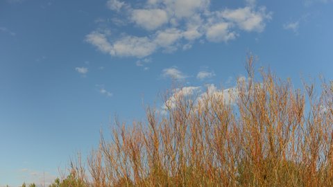 Bright orange willow bushes against the blue sky in spring. Willow branches in the Baltic sand dunes in April. Latvia
