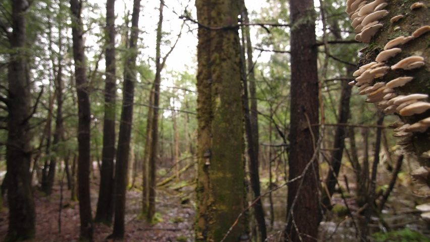 Detail of fungi growing on tree. Panning shot from left to right. Forest in Ontario, Canada.