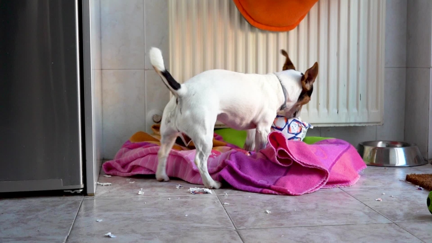 Dog Jack Russell breaking a ball with his teeth in the kitchen of the house. Royalty-Free Stock Footage #1089569227