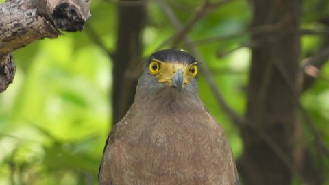 Crested serpent eagle Extrem close up view,serpent dance in eagle head