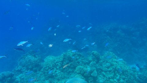 School of fusilier fish swimming above coral reef, on background swims scubadiver. Shoal of Lunar Fusilier (Caesio lunaris) 4K-60fps