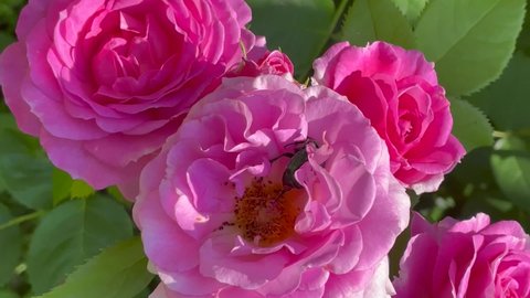Lilac and pink color Floribunda Rose Celebrating Life flowers in a garden in July 2021