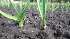 Green garlic on the ground, seasonal growing